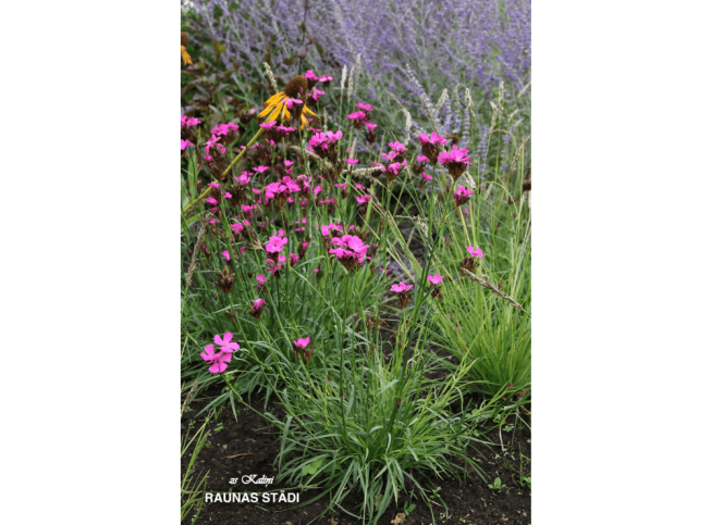 Dianthus carthusianorum